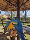 Vertical closeup shot of two macaws perched on branches in an animal reserve Royalty Free Stock Photo