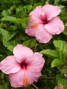 Vertical closeup shot of two pink hibiscus flowers growing on a bush Royalty Free Stock Photo