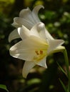 Vertical closeup shot of two white lilies growing in the garden Royalty Free Stock Photo