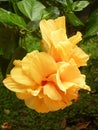 Vertical closeup shot of two yellow hibiscus flowers growing on a bush Royalty Free Stock Photo