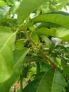 Vertical closeup shot of walnut tree leaves Royalty Free Stock Photo