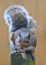Vertical closeup shot of a western gray squirrel (Sciurus griseus) standing on the wood Royalty Free Stock Photo