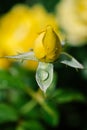 Vertical closeup shot of a wet yellow rose bud Royalty Free Stock Photo