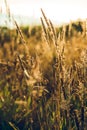 Vertical closeup shot of wheat straws during golden hour - good to be used as a background Royalty Free Stock Photo