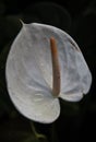 Vertical closeup shot of a white calla flower with a long yellow stamen Royalty Free Stock Photo