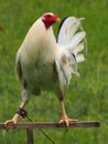 Vertical closeup shot of a white chicken perched on a metal perch Royalty Free Stock Photo