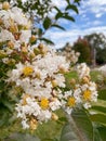 Vertical closeup shot of white Crepe Myrtle flower blossoms in a garden Royalty Free Stock Photo