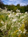 Vertical closeup shot of white Crepe Myrtle flower blossoms in a garden Royalty Free Stock Photo