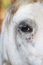 Vertical closeup shot of a white horse eye Royalty Free Stock Photo