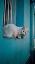 Vertical closeup shot of a white odd-eyed cat sitting on the border of a window Royalty Free Stock Photo