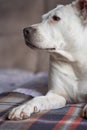 Vertical closeup shot of a white pit bull sitting on a couch