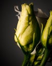 Vertical closeup shot of a white rose and two yellow buds with water drops on dark background Royalty Free Stock Photo