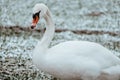 Vertical closeup shot of a white swan on the grass covered by snow Royalty Free Stock Photo