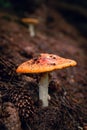 Vertical closeup shot of a wild mushroom growing in a forest Royalty Free Stock Photo