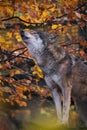 Vertical closeup shot of a wild powerful wolf howling in autumn forest