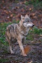 Vertical closeup shot of a wild powerful wolf walking in autumn forest