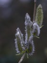 Vertical closeup shot of willow plants on a blurred background