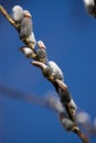 Vertical closeup shot of a willow tree branch with fuzzy buds