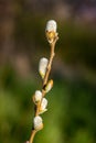 Vertical closeup shot of willow tree buds Royalty Free Stock Photo