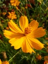 Vertical closeup shot of yellow common cosmos flower