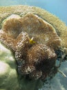 Vertical closeup shot of a yellow fish swimming near brown coral reefs Royalty Free Stock Photo