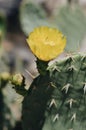 Vertical closeup shot of a yellow flower on a cactus plant Royalty Free Stock Photo