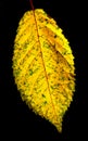 Vertical closeup shot of a yellow leaf on a black background Royalty Free Stock Photo