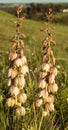 Vertical closeup shot of Yucca Mandan plant flowers growing in the field Royalty Free Stock Photo