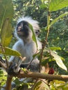 Vertical closeup shot of Zanzibar red colobus monkey on a tree branch with green leaves
