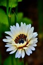 Vertical closeup shot of Zulu Prince Daisy Flower (Venidium fastuosum)