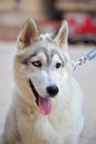 Vertical closeup of a Siberian Husky with a lead outdoors, blurred background