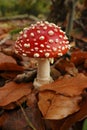 Vertical closeup on a signle fresh brilliant red and white spotted Fly agaric, Amanita muscaria, on the forest floor