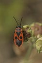 Vertical closeup on single colorful red fire bug, Pyrrhocoris apterus, on top of vegetation Royalty Free Stock Photo