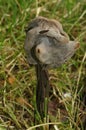 Vertical closeup on the slate grey saddle or fluted black elfin saddle mushroom, Helvella lacunosa