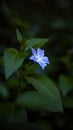 Vertical closeup of a small blue Greater periwinkle, Vinca major flower captured in a flower garden Royalty Free Stock Photo