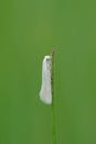 Vertical closeup on a small brigh white micro moth Elachista argentella hanging on a grass blade