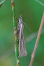 Vertical closeup on a small grassmoth, Crambus perlella , hiding in the grass Royalty Free Stock Photo