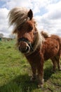 Vertical closeup on a small hairy pony in it\'s winter-coat with long manes Royalty Free Stock Photo