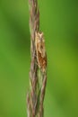 Vertical closeup on a small orange hoary bell micro moth, Eucosma cana , hanging well camouflaged on a straw of grass