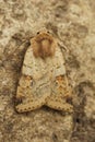 Vertical closeup on a Small Square-spot owlet moth, Diarsia rubi sitting on wood