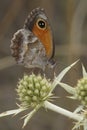 Vertical closeup on the Southern Gatekeeper butterfly, Pyronia celicea sitting with closed wings on Field Eryngo
