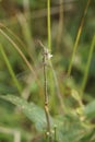 Vertical closeup on a southern or migrant spreadwing, Lestes barbarus hanging in the vegetation Royalty Free Stock Photo