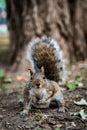 Vertical closeup of a squirrel perched on the ground