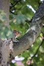Vertical closeup of a squirrel on a tree branch in Castleford Royalty Free Stock Photo
