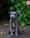 Vertical closeup of Staffordshire bull terrier puppy sitting on a asphalt trees blurred background