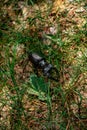 Vertical closeup of a stag beetle on grass Royalty Free Stock Photo