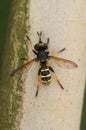 Closeup on a strange Thick headed fly, the Yellow-legged Beegrabber , Conops flavipes Royalty Free Stock Photo