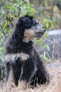 Vertical closeup of a Strobel dog sitting in grass in a park Royalty Free Stock Photo