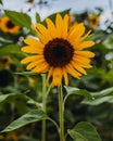 Vertical closeup of sunlit sunflower against field of sunflowers, blurred background Royalty Free Stock Photo