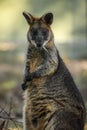 Vertical closeup of a swamp wallaby eating a leaoutdoors